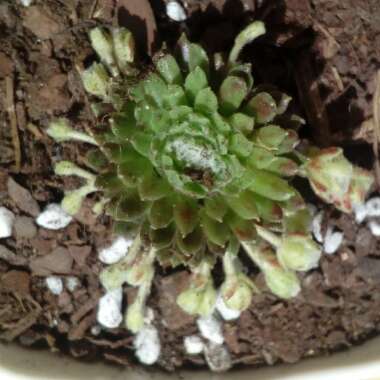Sempervivum Arachnoideum Emily