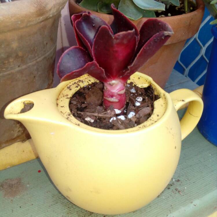 Plant image Echeveria Mahogany Rose