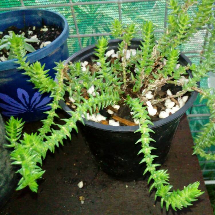 plant image 566197