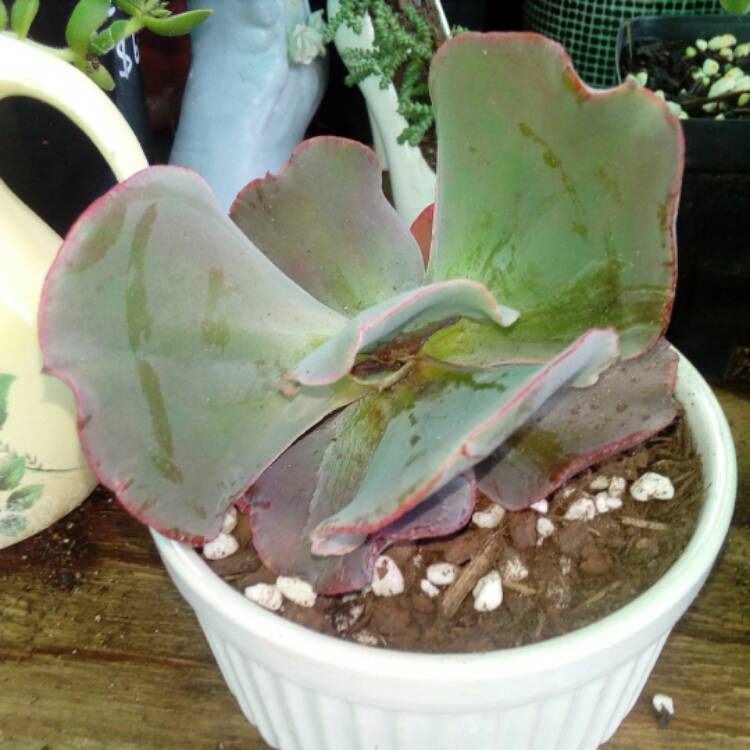 Plant image Echeveria Bacarus