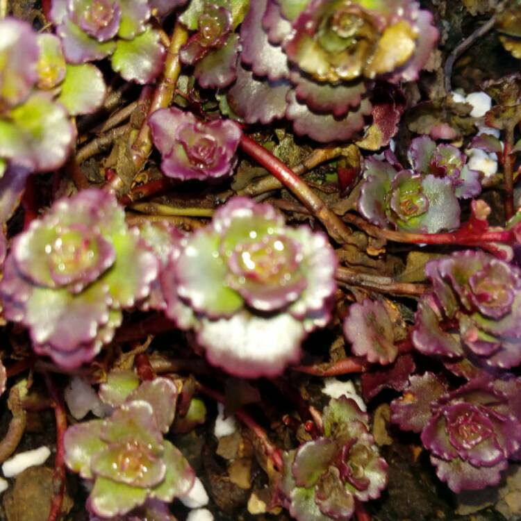 plant image 567489 plant image 567489
