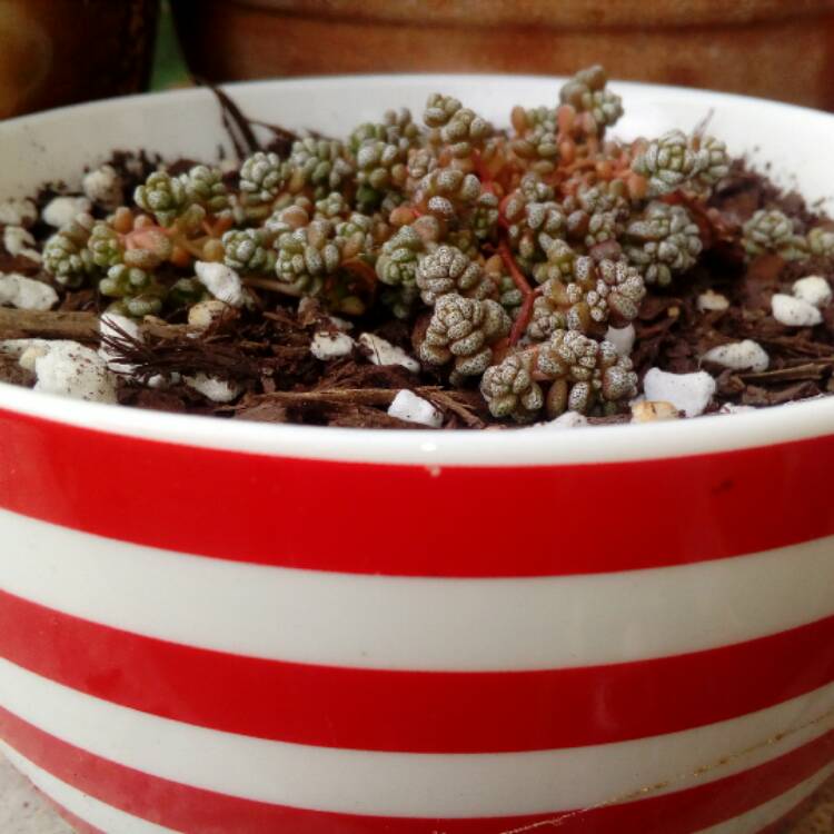 plant image 567995