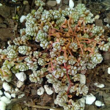 Crassula corallina
