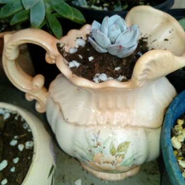 Echeveria laui