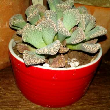 Titanopsis Calcarea (Living Jewel)