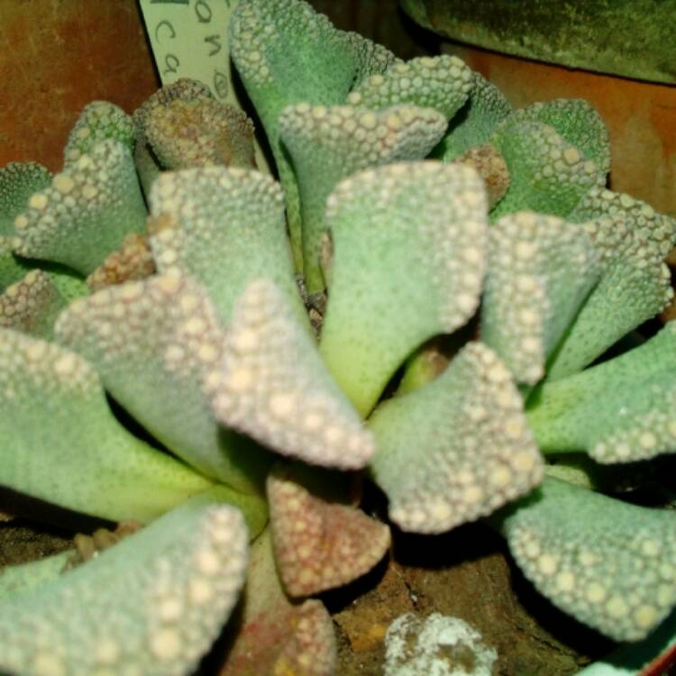 plant image 568455 plant image 568455