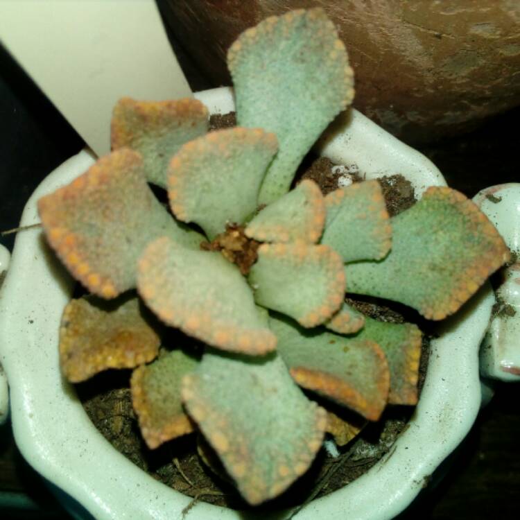 plant image 568460