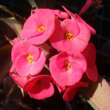 Euphorbia milii