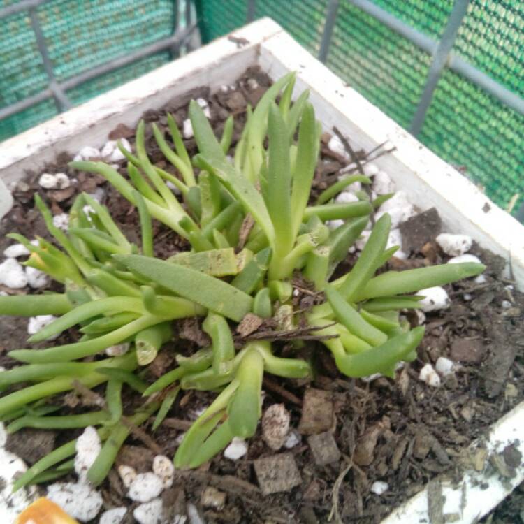 plant image 570248