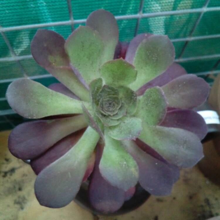 plant image 570259