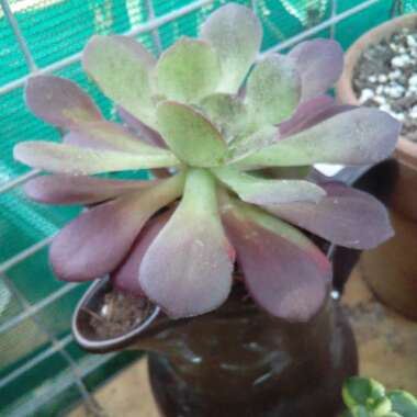 Aeonium Blushing Beauty