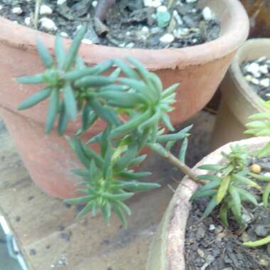 Sedum Rupestre Angelina