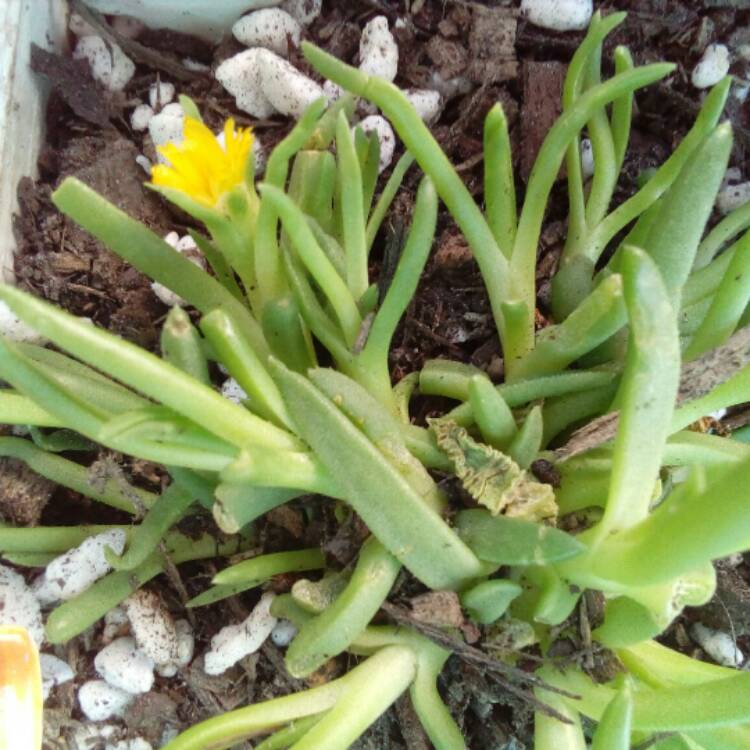 plant image 570647