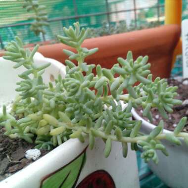Sedum