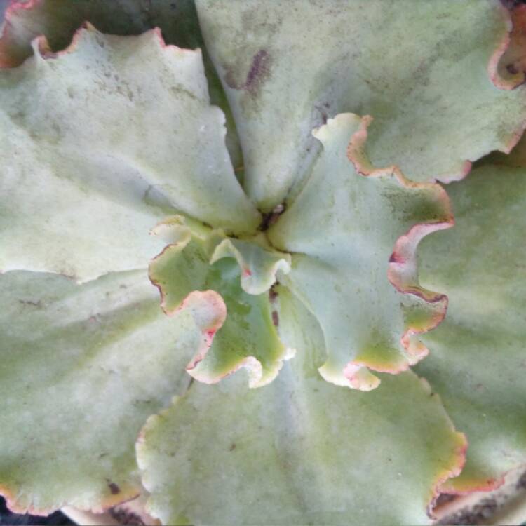 plant image 572202