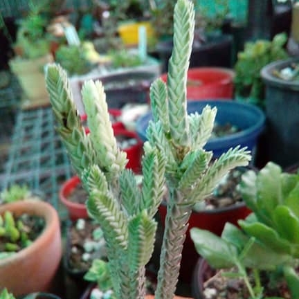 Plant image Crassula muscosa var. variegata