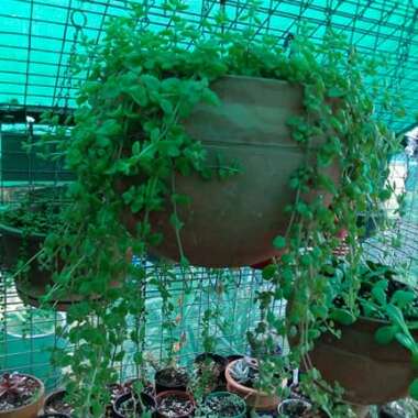 Coleus prostratus syn. Plectranthus prostratus