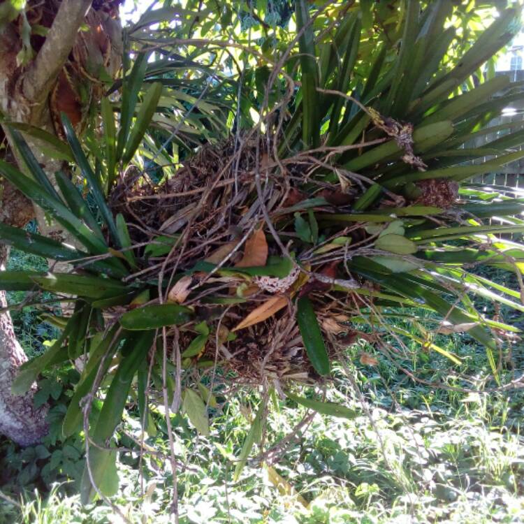 plant image 577433