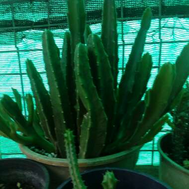 Stapelia gigantea