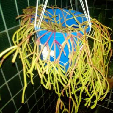 Rhipsalis