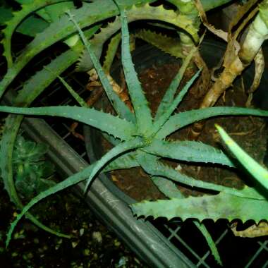 Aloe