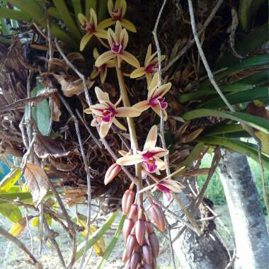 Cymbidium aloifolium