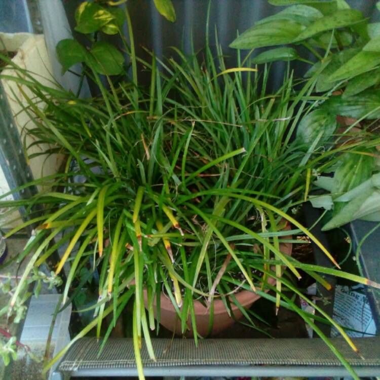 Plant image Ophiopogon japonicus
