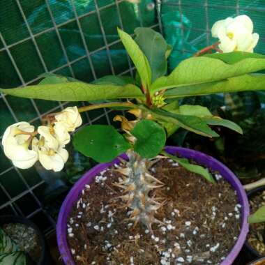 Euphorbia milii