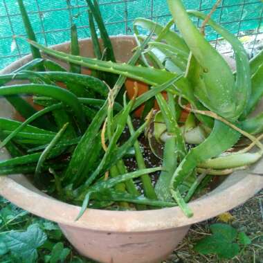 Aloe