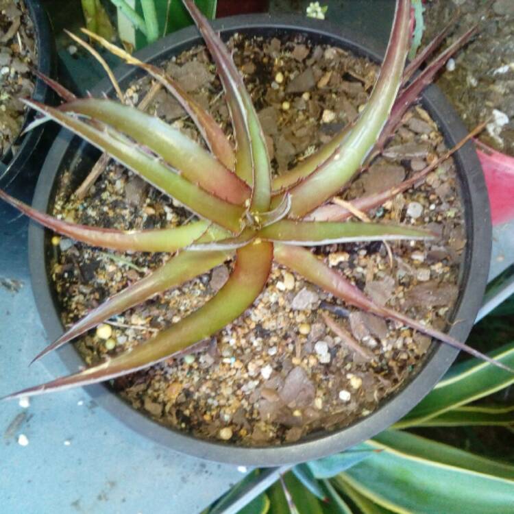 Plant image Dyckia