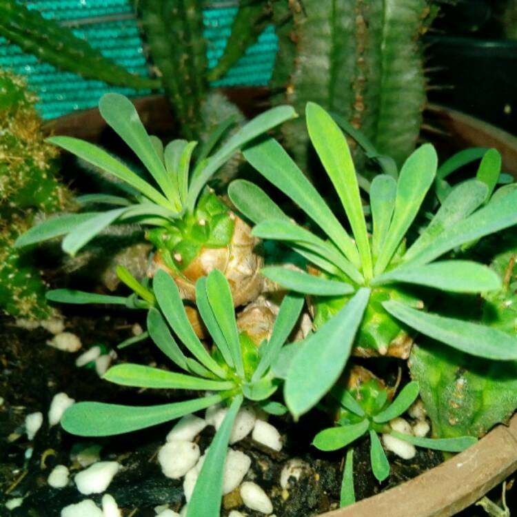 plant image 579409 plant image 579409