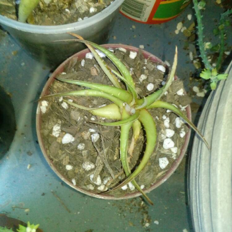 Plant image Dyckia