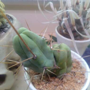 Trichocereus bridgesii 'Montrose'