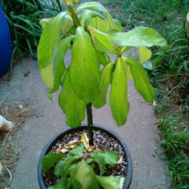 Euphorbia umbellata syn. Synadenium grantii
