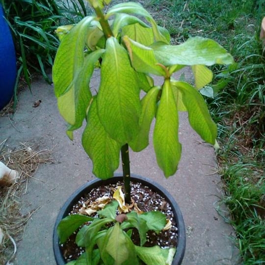 plant image 584165