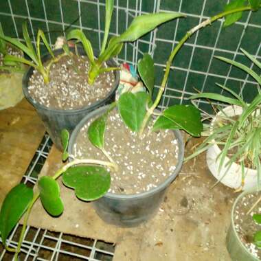 Hoya kerrii