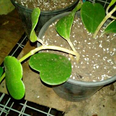 Hoya kerrii