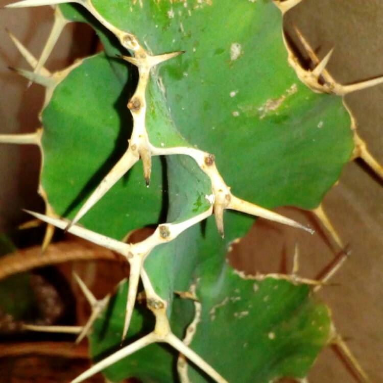 Plant image Euphorbia grandicornis