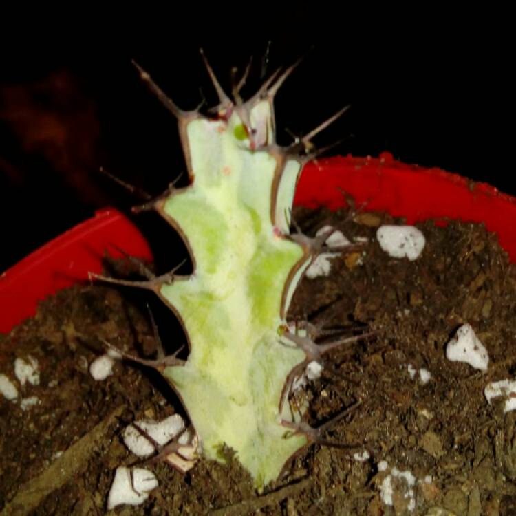 Plant image Euphorbia Greenwayi