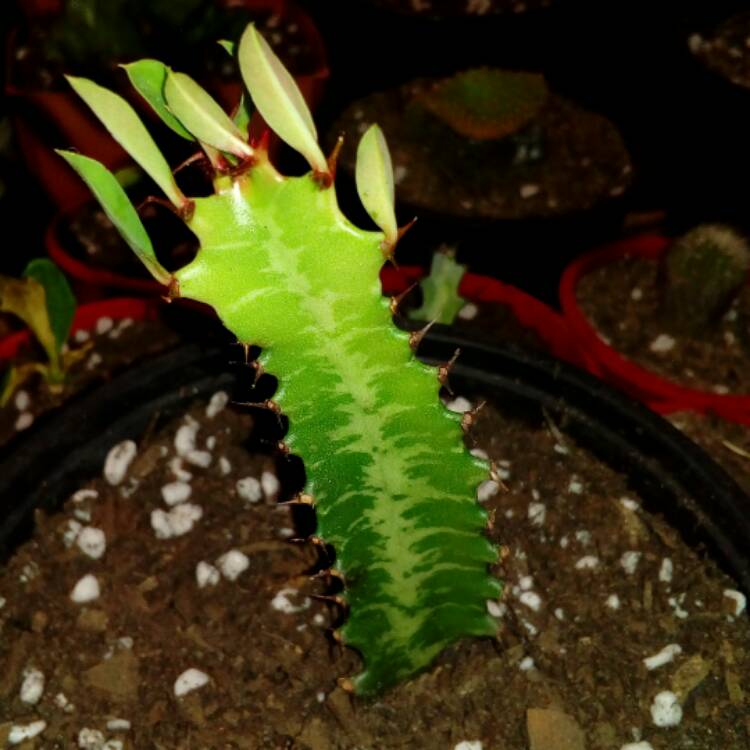 Plant image Euphorbia Lactea