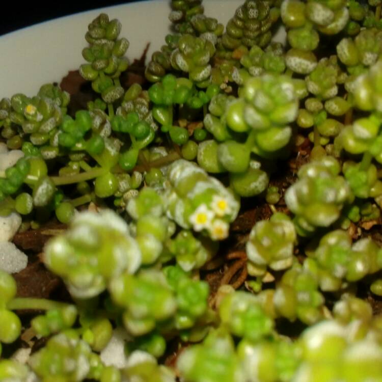 plant image 586492