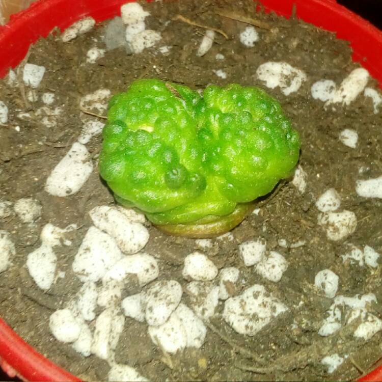 Plant image Mammillaria bocasana 'Fred'