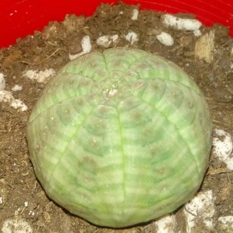 plant image 586500