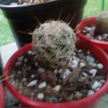 Mammillaria vetula 'Fragilis' syn. Mammillaria gracilis var. fragilis, Mammillaria fragilis