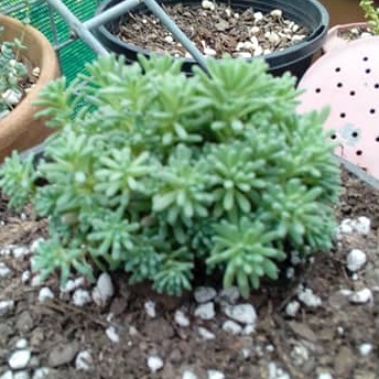 plant image 588723