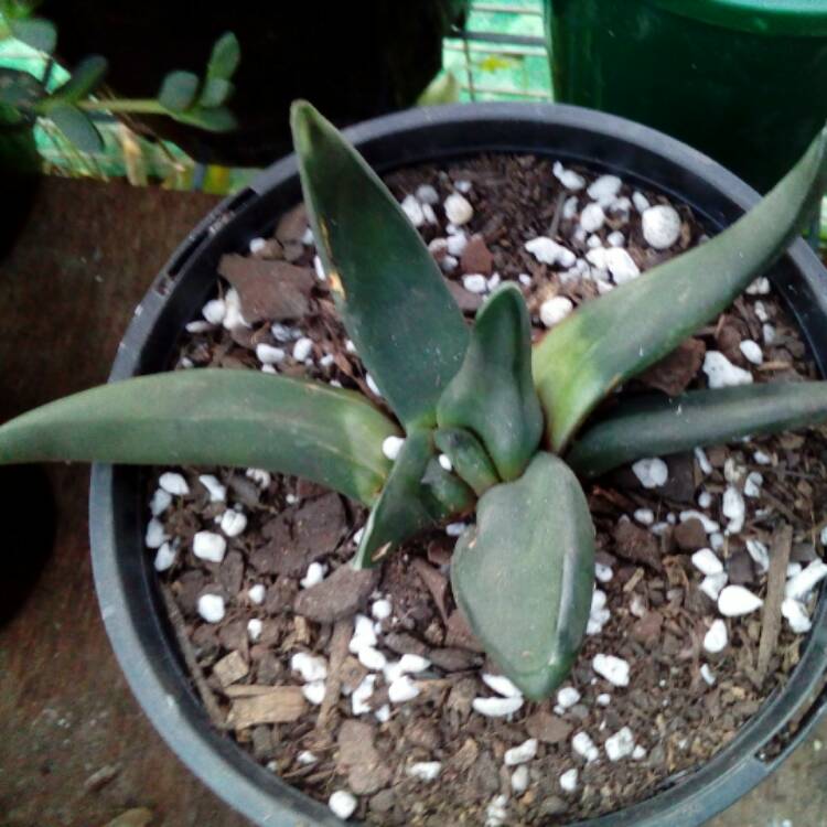 Plant image Gasteria nigra