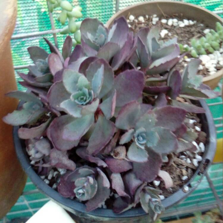 plant image 595442