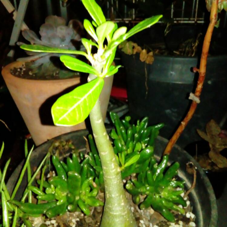 plant image 595458