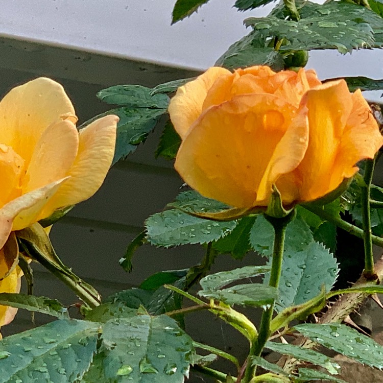 plant image 1024334