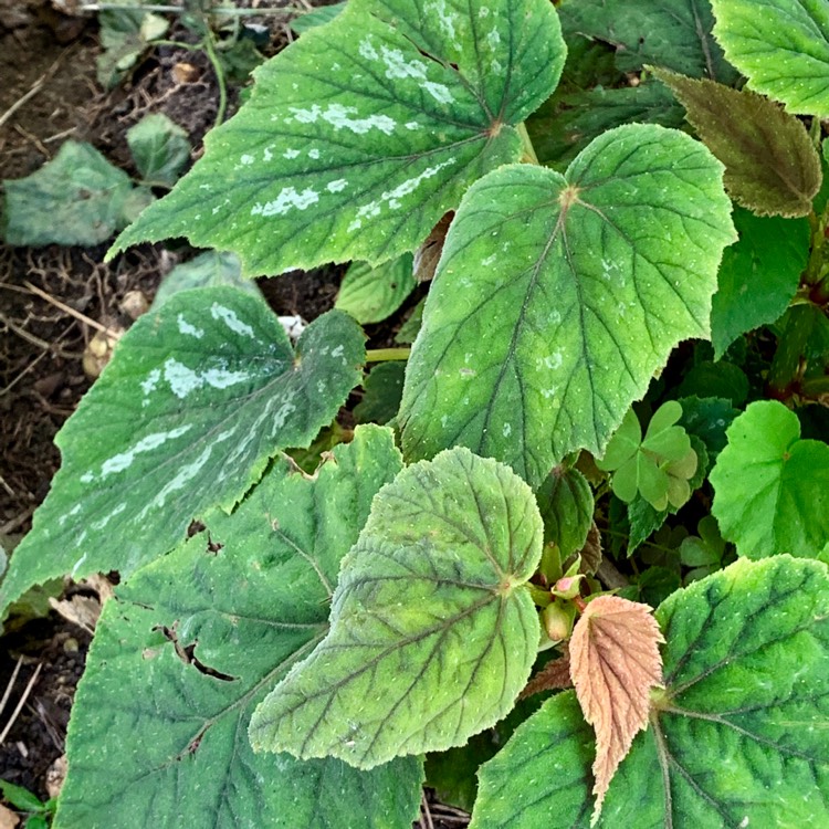 plant image 1095304